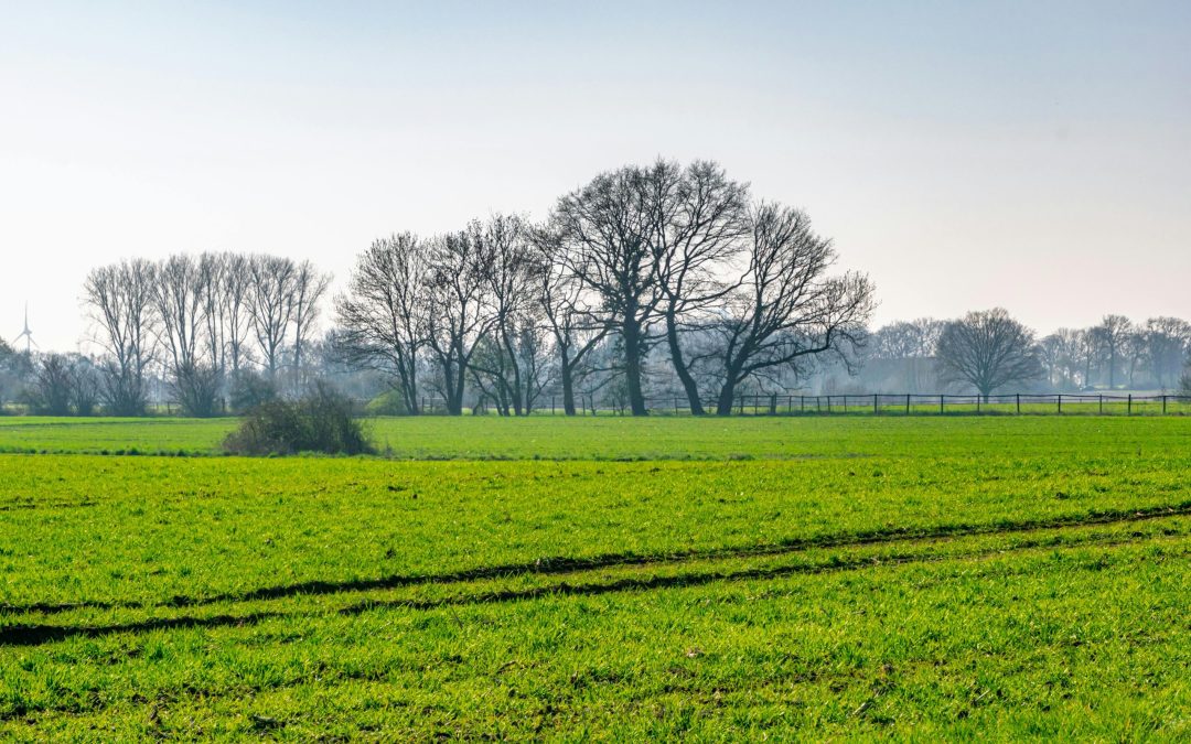Groen: waar natuur, balans en zachtheid samenkomen
