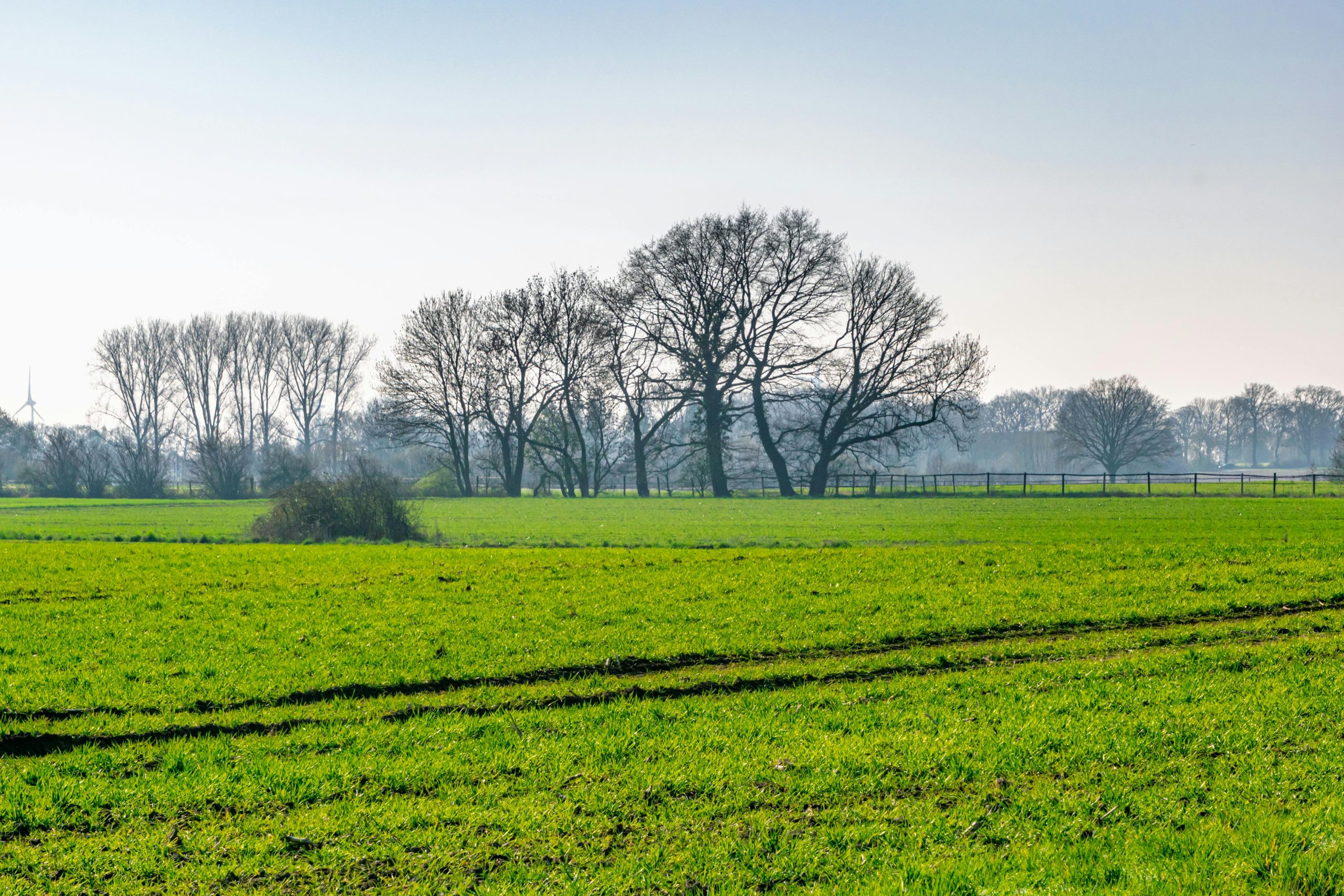 Een weiland met bomen