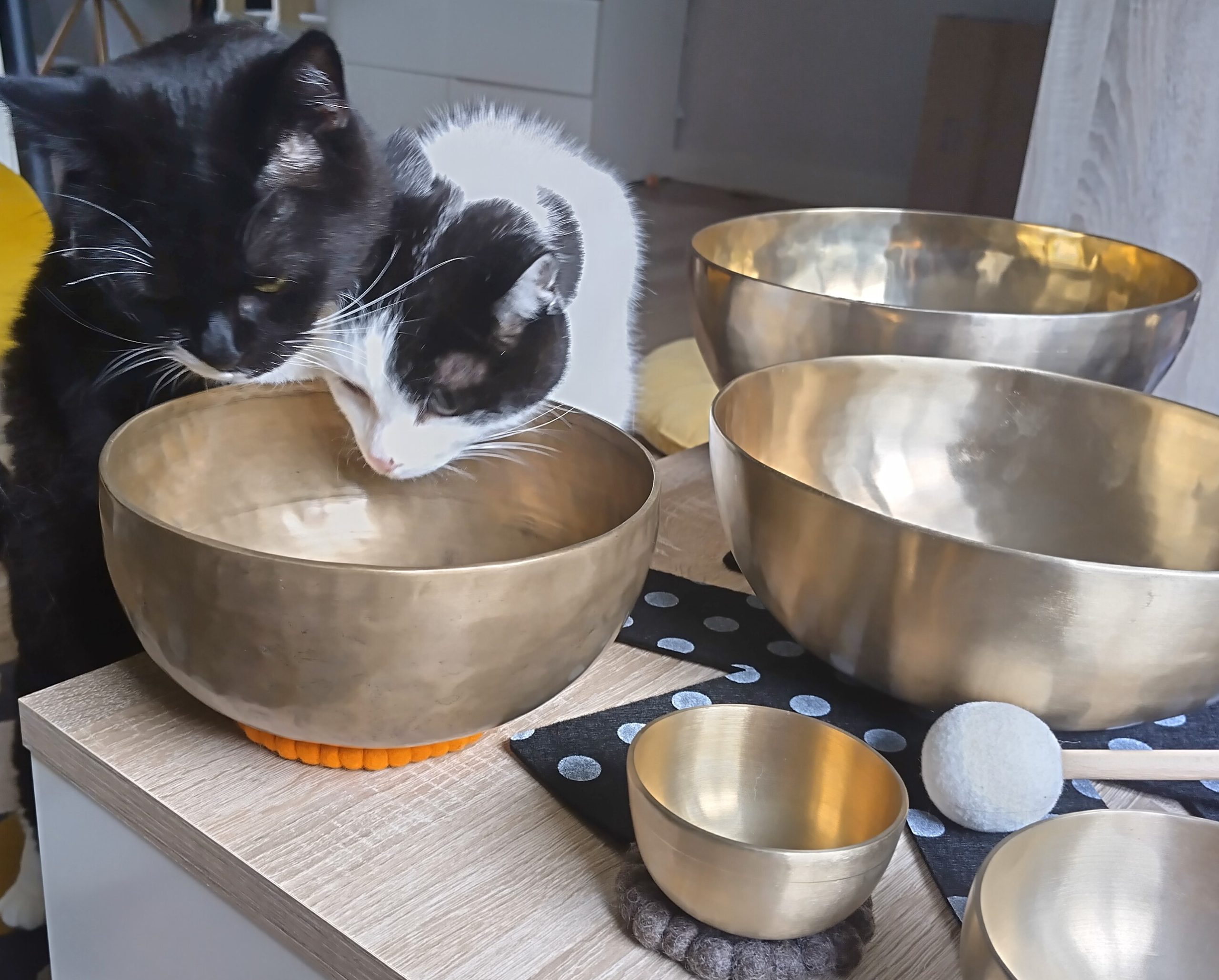 Ook katten vinden klankschalen fijn. Hier een foto met klankschalen op een tafel waar twee katten hun neus in steken.