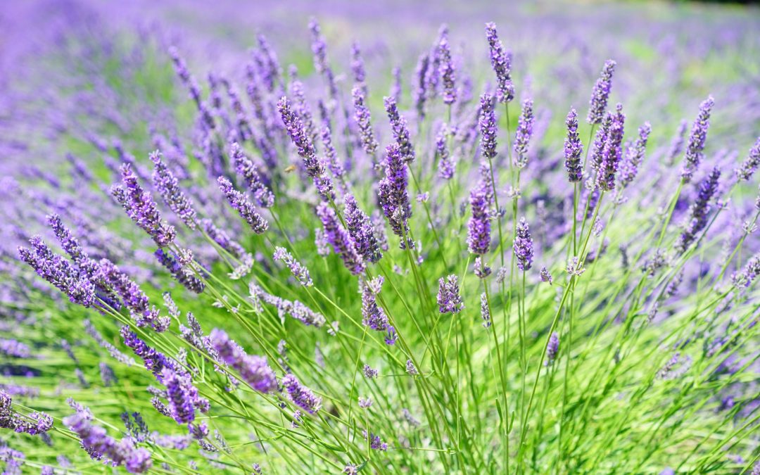 De kracht van Lavendel