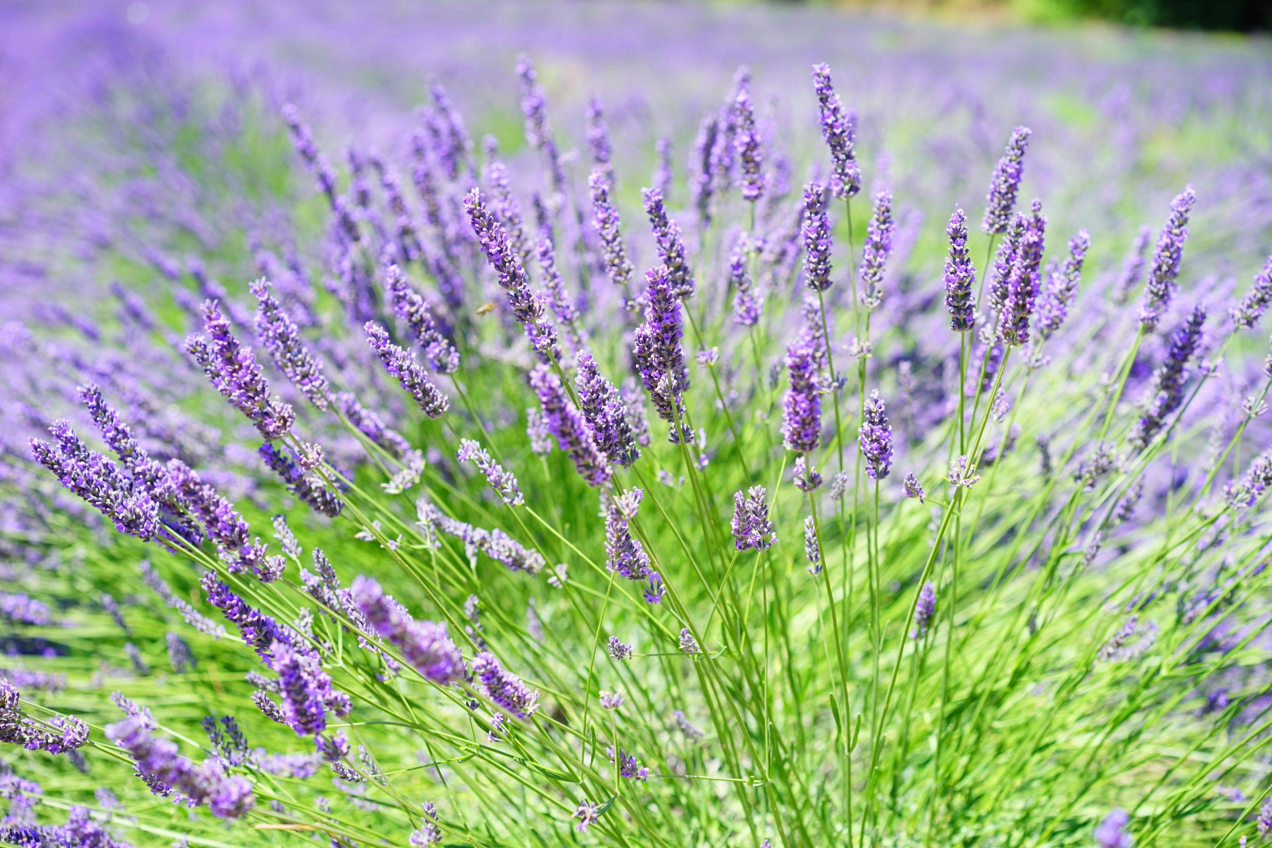 Lavendelplant in bloei